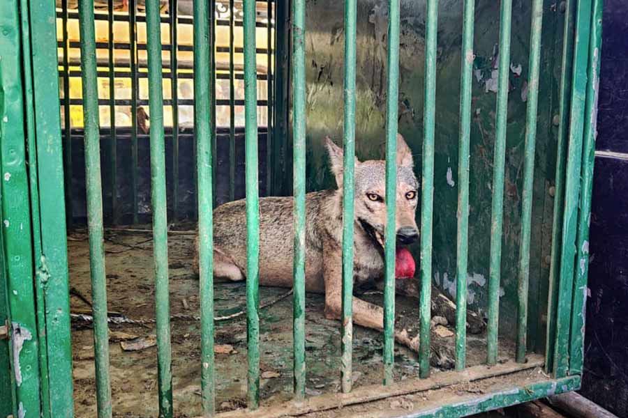A wolf, part of a pack which has allegedly killed several people, after being captured by forest department personnel, in Bahraich district, Tuesday, Sept 10, 2024