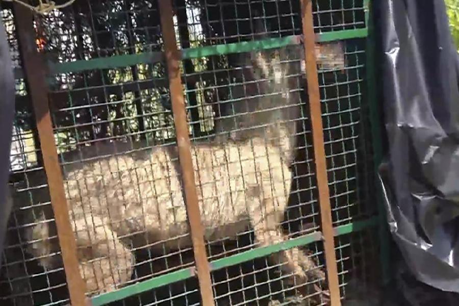 A wolf, part of a pack which has allegedly killed at least seven people, being taken in a cage after it was captured, in Bahraich district, Thursday, Aug 29, 2024