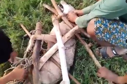 A man-eater Wolf found by the Forest Department following Operation Bhediya protocols