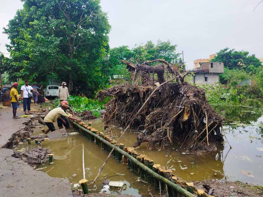 Due to continuous rainfall in the last couple of weeks, a few old trees near a pond were uprooted on Raja Road in Krishnanagar. Low pressure at the Bay of Bengal has caused rainfall in West Bengal causing waterlogging in several low-lying areas