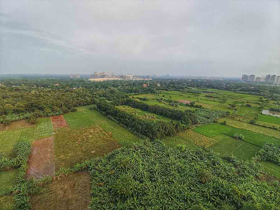 Farming of various types of crops over wide areas in New Town provide green balm to sore urban eyes