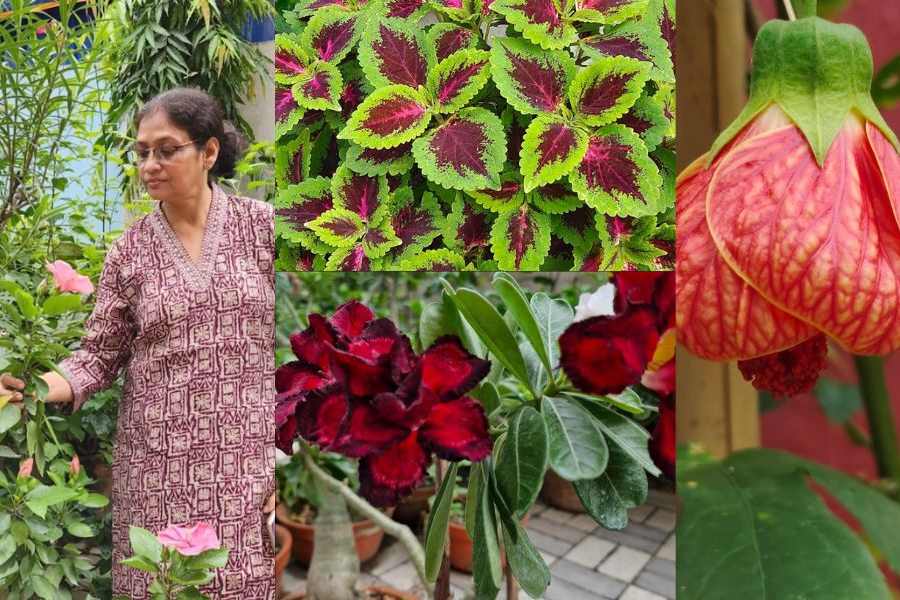 Malabika Das looks at a Hibiscus in her driveway (left). More flowers and foliage in her care 