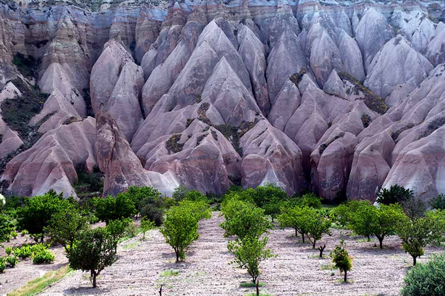 Apple orchards with the stark, contrasting landscape