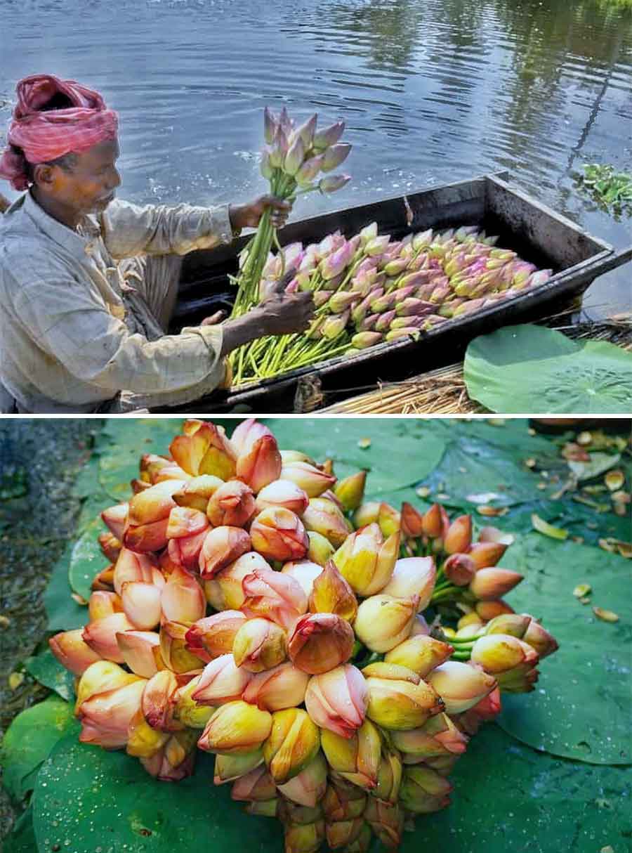 A man harvests lotus from a pond near Krishnanagar on Monday. In the other news, flowerbeds in East and West Midnapore and parts of Burdwan and Howrah are still under water due to the south Bengal floods. Due to this the flower supply ahead of the festive season expected to be affected