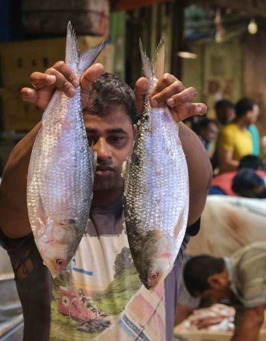 Around 2,420 tonnes of Bangladeshi hilsa arrived in West Bengal via Petrapole-Benapole India-Bangladesh border in North 24-Parganas on Friday before they were spotted being sold in Kolkata markets 