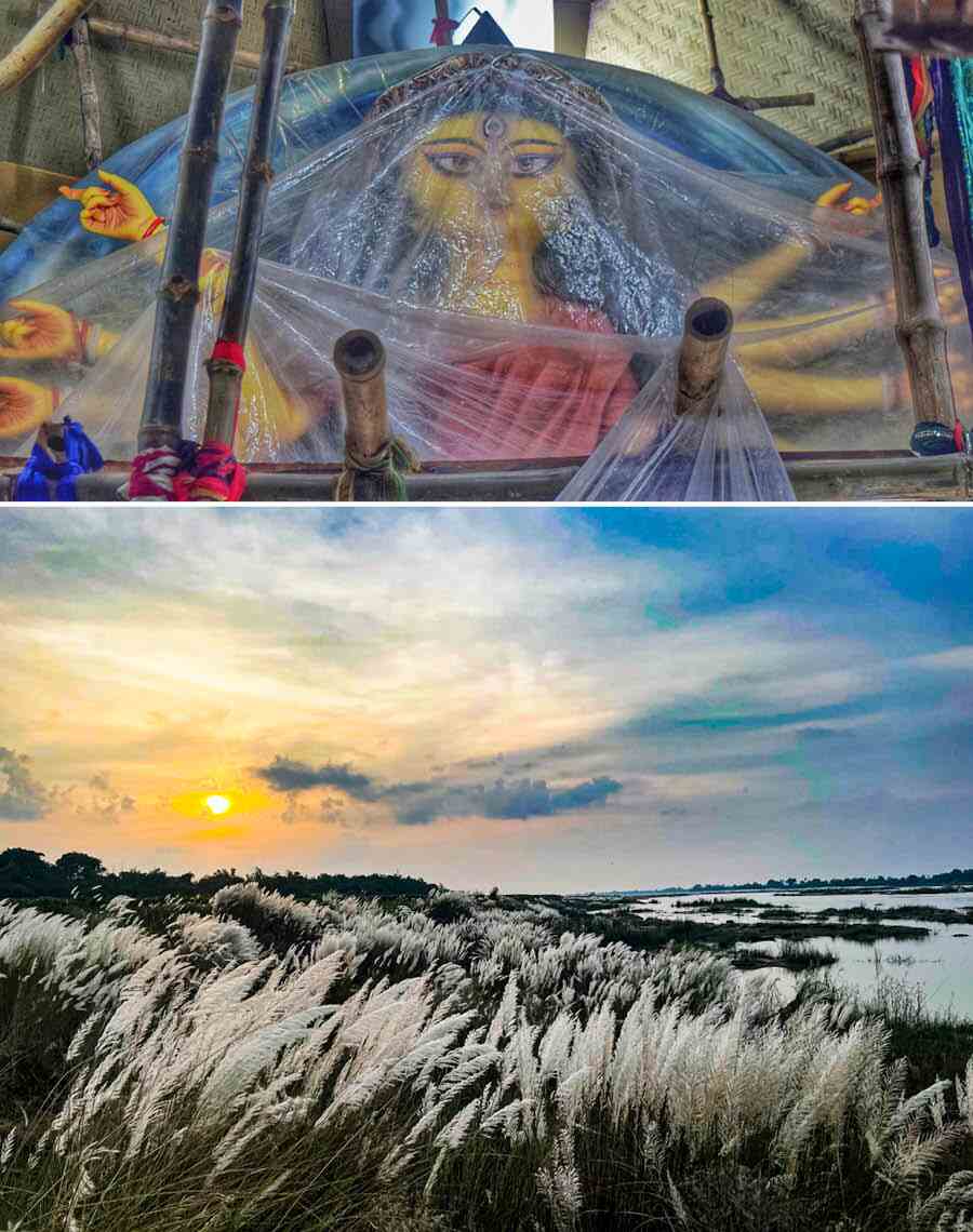 (Top) A transparent polythene sheet covers the decoration work at Chetla Agrani Durga Puja pandal to protect it from rain, while (above) Fluffy kaash flowers sway under a brilliant autumn sky at Masagram in Purba Bardhaman district with four days left for Mahalaya and ‘devi paksha’ to start