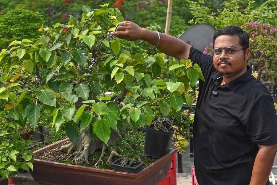 Majumdar created his first bonsai 'accidentally' as a teenager