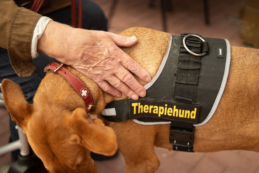 While the benefits of pet therapy are undeniable, not every dog is cut out for this kind of role