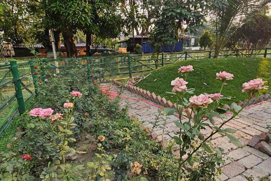 A rose garden in GD Park