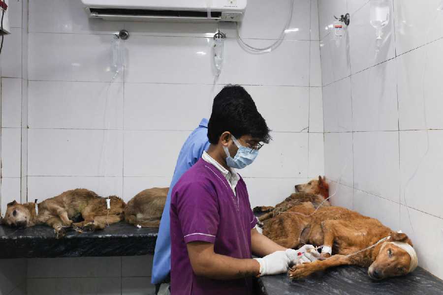 Veterinarians treat injured stray dogs at Friendicoes SECA, an animal welfare NGO, in New Delhi on Tuesday.