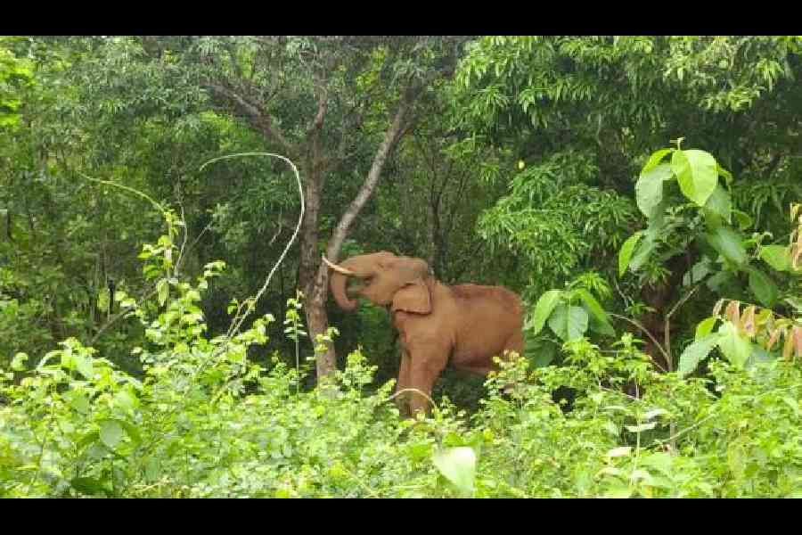 An elephant beside the forest road in Jhargram. Picture by Sudipta Mitra