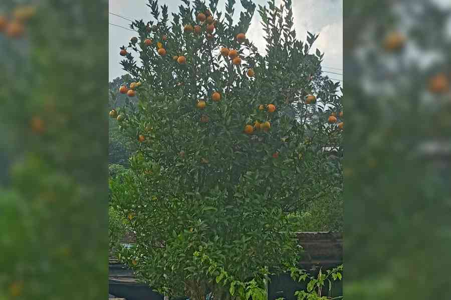 A Darjeeling Mandarin tree at Manju in the Mirik subdivision of Darjeeling