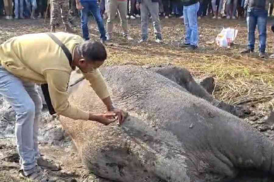 One of the elephants injured in the train collision near Dhupguri on Sunday being treated by a vet at the accident site. Picture by Biplab Basak