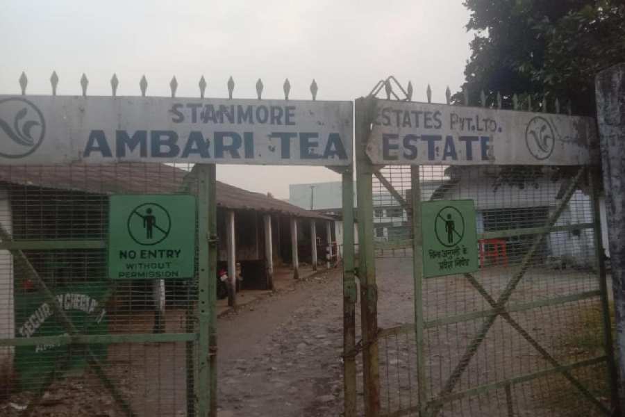 The Ambari tea estate where work was suspended on Tuesday.