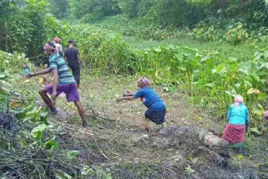 Water hyacinth being cleared from a peripheral drainage canal in New Town