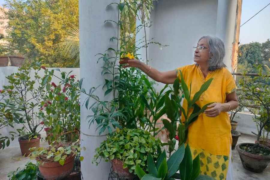 Sangeeta Ray among her blooms in her verandah. (Below) Flowers in her garden.