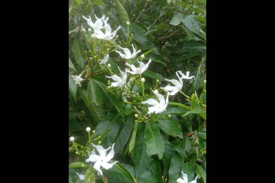 Tagar flowers growing in the township