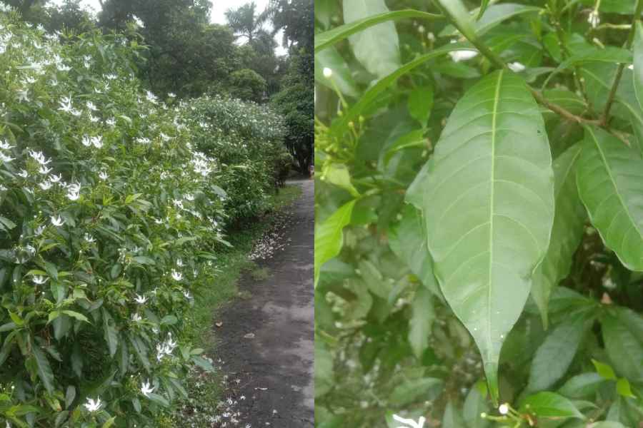 Petals and (right) leaves of the Pinwheel Flower plant