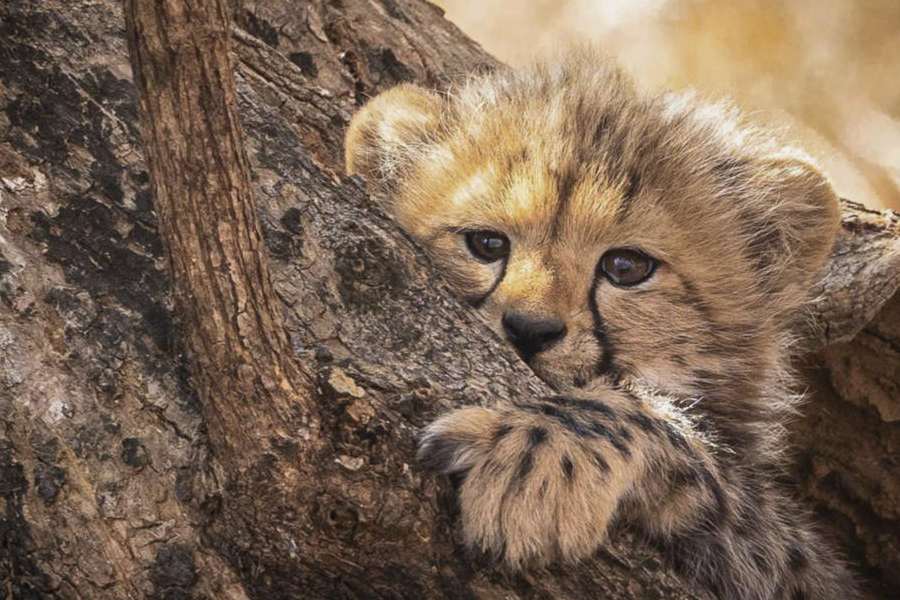 One of the cubs born of Veera in March, 2025