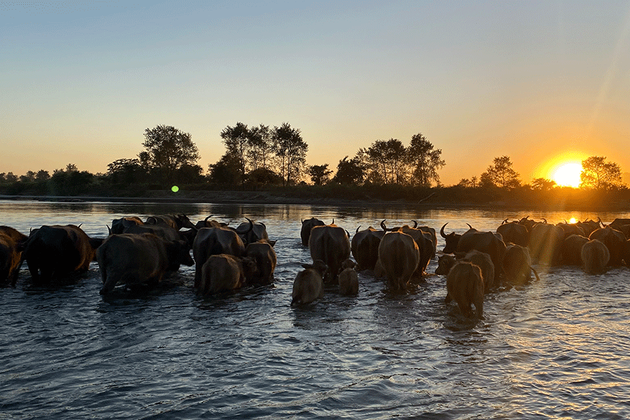  Buffaloes head towards riverine islands near the project. It's not just elephants that use the area(Parag Jyoti Saikia)