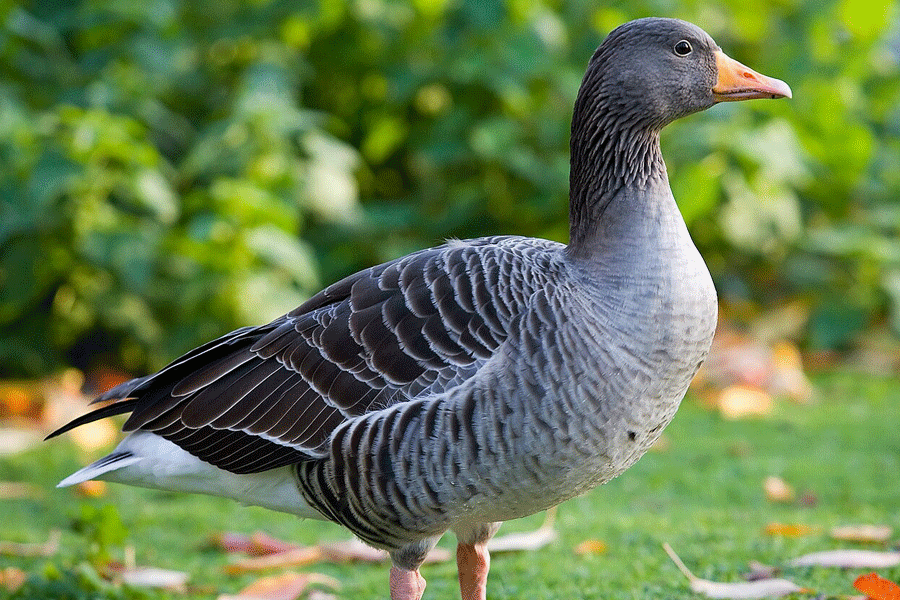 Greylag Goose