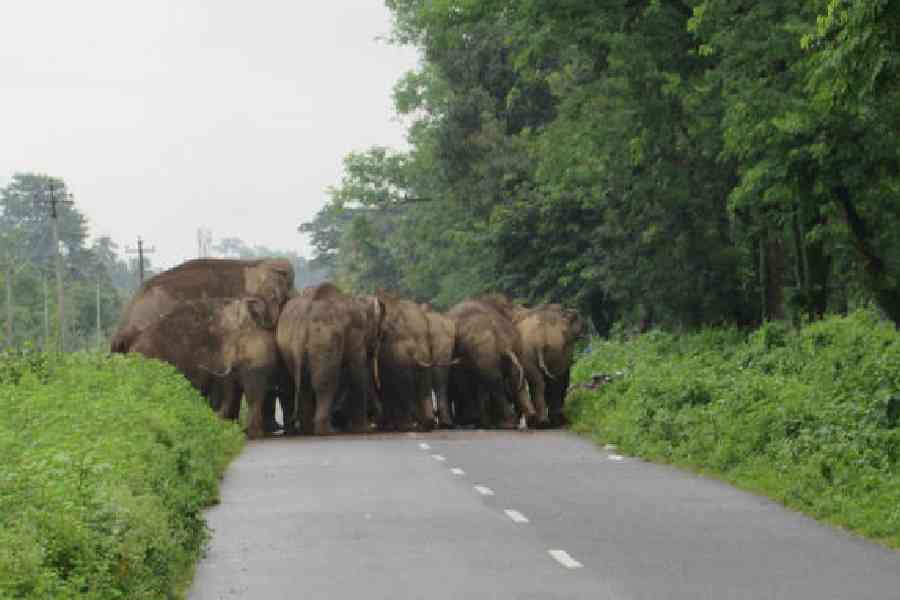 A herd of wild elephants in the western Dooars in Jalpaiguri district. File picture