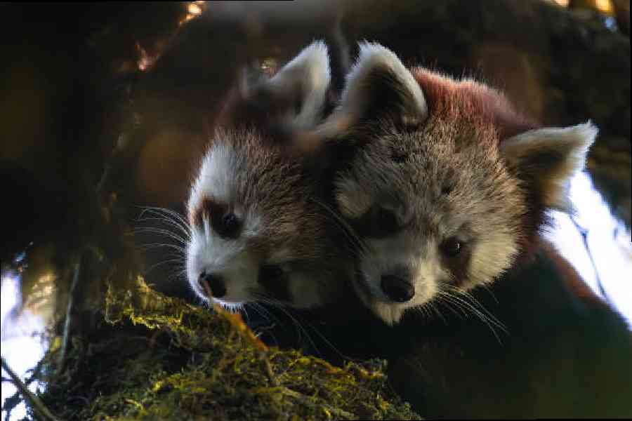 The red panda mother and (left) cub photographed at the Singalila ridge of the            Nepal community forest. Picture courtesy: Joydip Suchandra Kundu