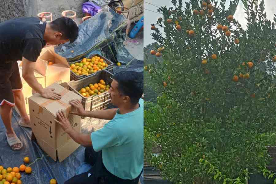 Darjeeling Mandarins get packed in Siliguri for transport to Calcutta. Picture by Passang Yolmo
