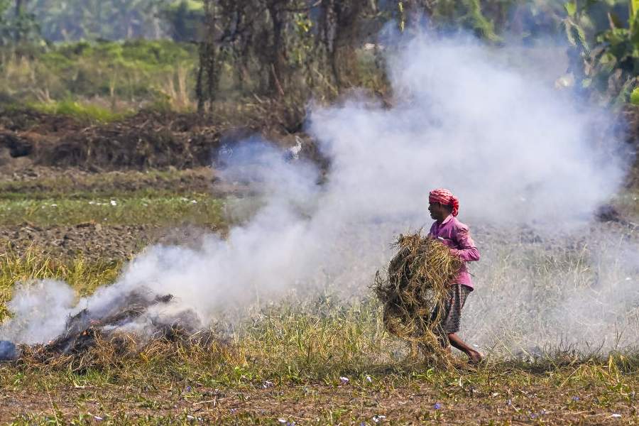 Smoke rises as a worker burns stubble at a paddy field, in Nadia, West Bengal, Saturday, Dec. 6, 2025.