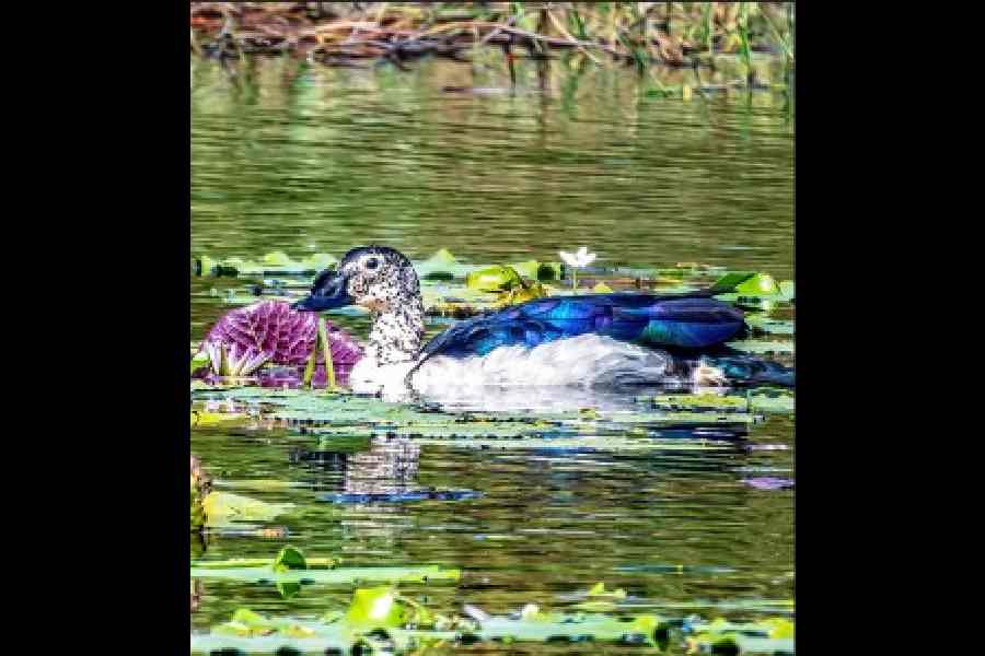 A Knob-billed-Duck spotted at Baruipur Wetlands last week.