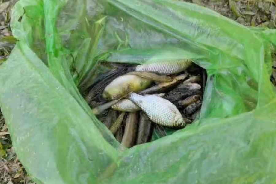 Some of the dead fish collected from the Rangati river on Wednesday.