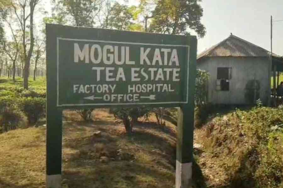 The Mogulkata tea estate in Banarhat block of Jalpaiguri.  Picture by Biplab Basak