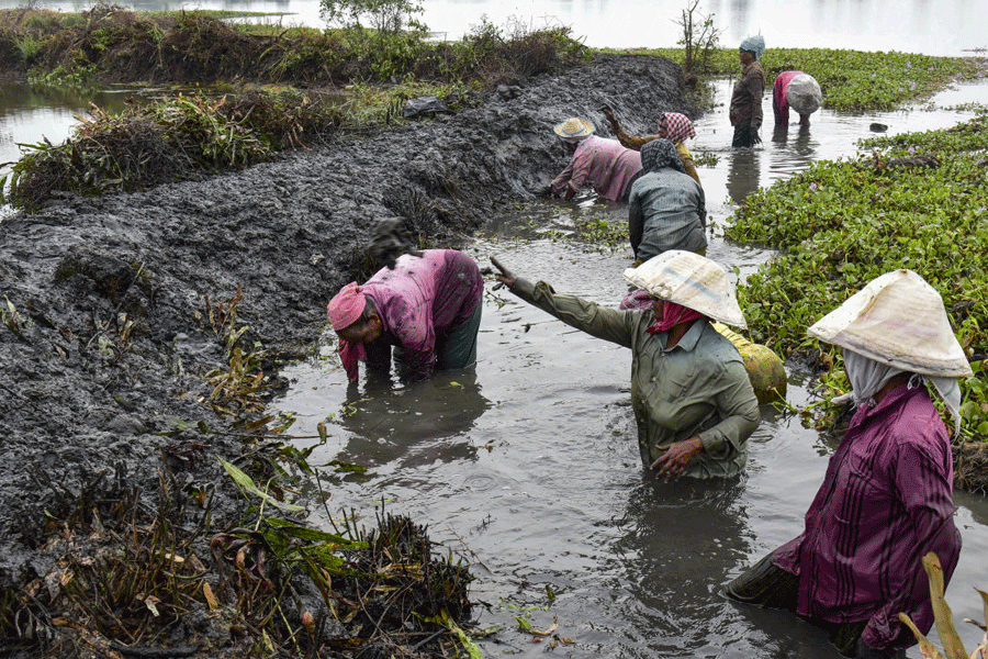 MGNREGA workers prepare a paddy field in the farmlands of Kadamakkudy, in Kochi, Tuesday, Dec 2, 2025.