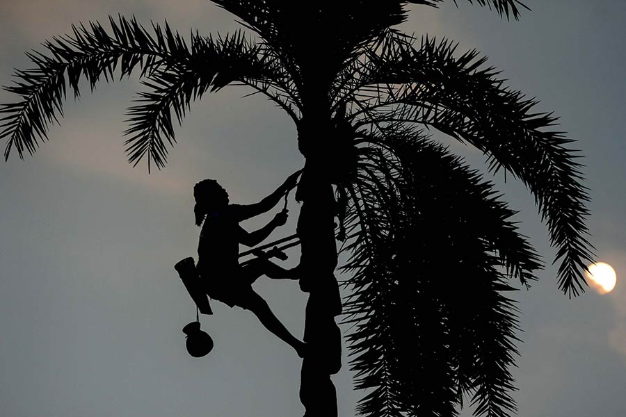 Pure Nolen Gur is made from fresh date palm sap collected before sunrise