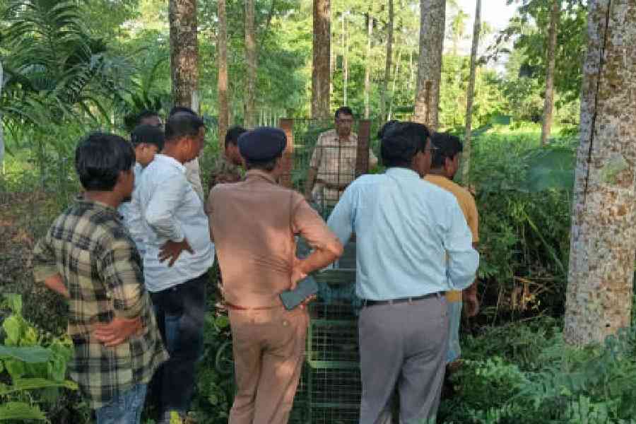 Foresters put up a cage on the premises of Kalabari tea estate in Jalpaiguri on Thursday in hopes of trapping the leopard. Picture by Biplab Basak