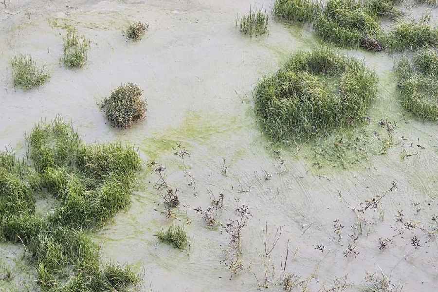 The once-grassy surface looks transformed, buried in slurry