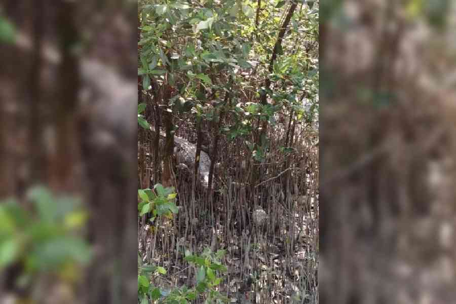 The saltwater crocodile that strayed into a village in the Sundarbans            on Thursday morning