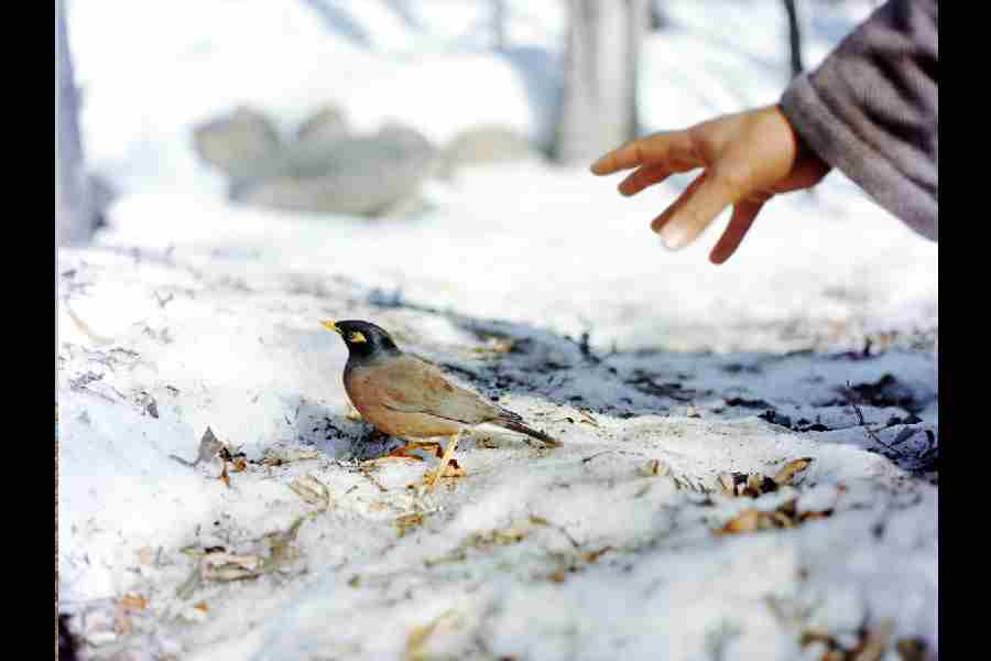 Snow by Sohrab Hura.