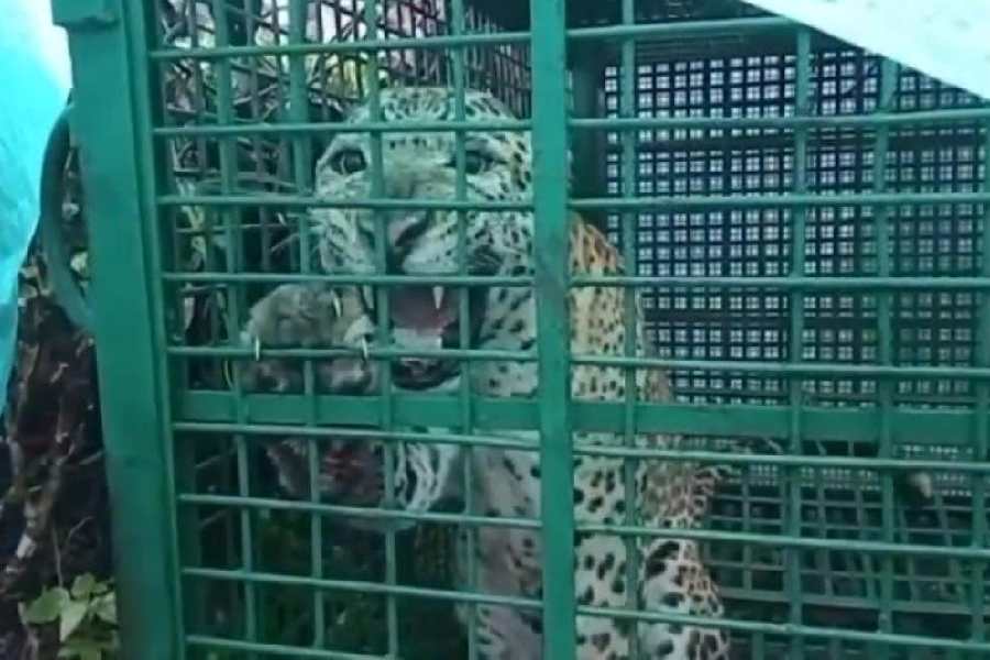 The adult male leopard caged by the foresters of Kurseong forest division at the Tirrihanna tea estate in Naxalbari, Darjeeling, on Saturday. 