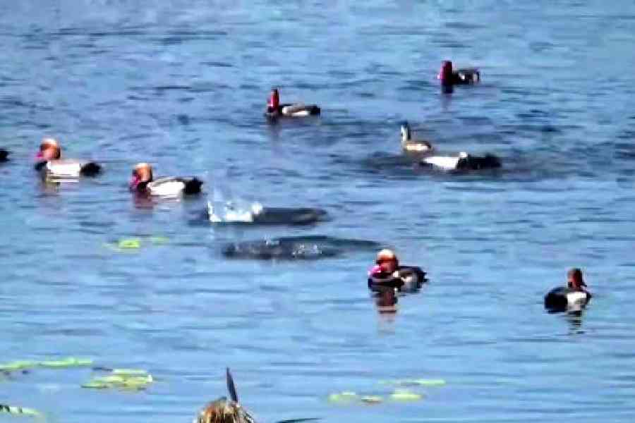 Migratory birds in the Gajoldoba in Jalpaiguri district alongside the Teesta river. File picture