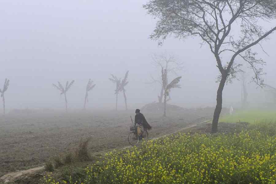 A man rides a bicycle along a narrow path between mustard fields on a cold, foggy winter morning, in Nadia, West Bengal, Wednesday, Dec. 17, 2025.