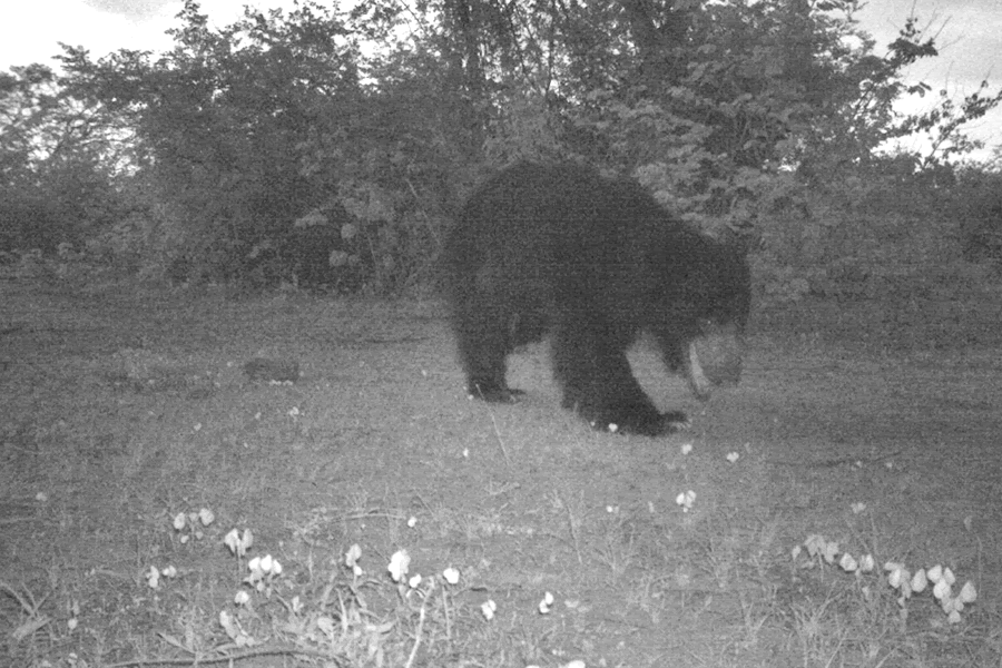 Sloth Bear spotted on Camera trap at Marihan range-Mirzapur Division
