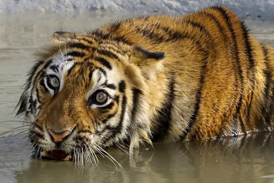 Representational image