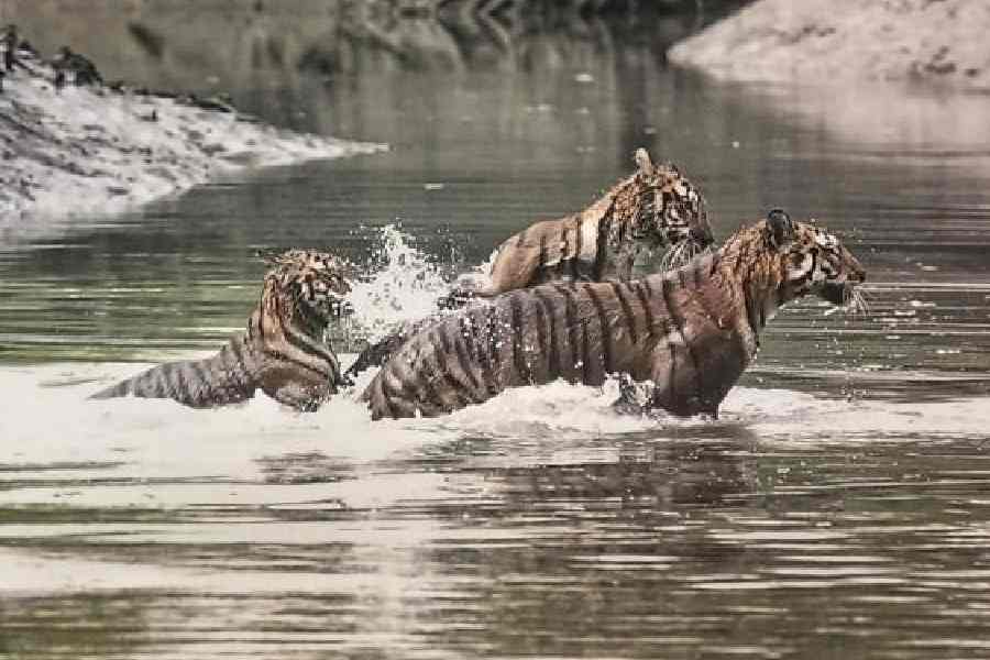 Bengal tigers wade through the water at the Sundarbans in November.