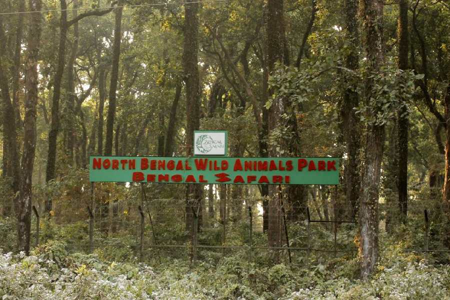 The Bengal Safari Park in Siliguri.