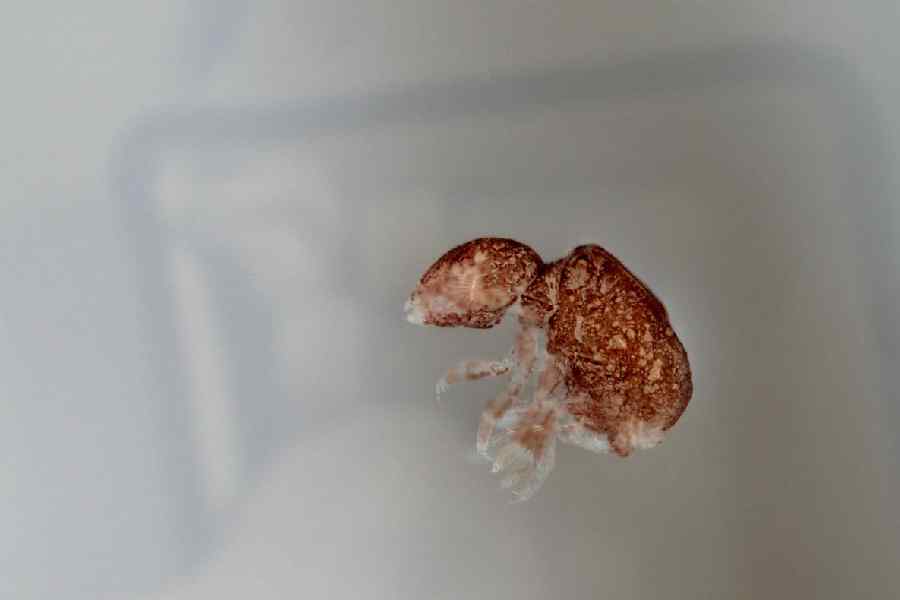 The species, named Neelus sikkimensis, marks the first time the genus Neelus has been documented in India