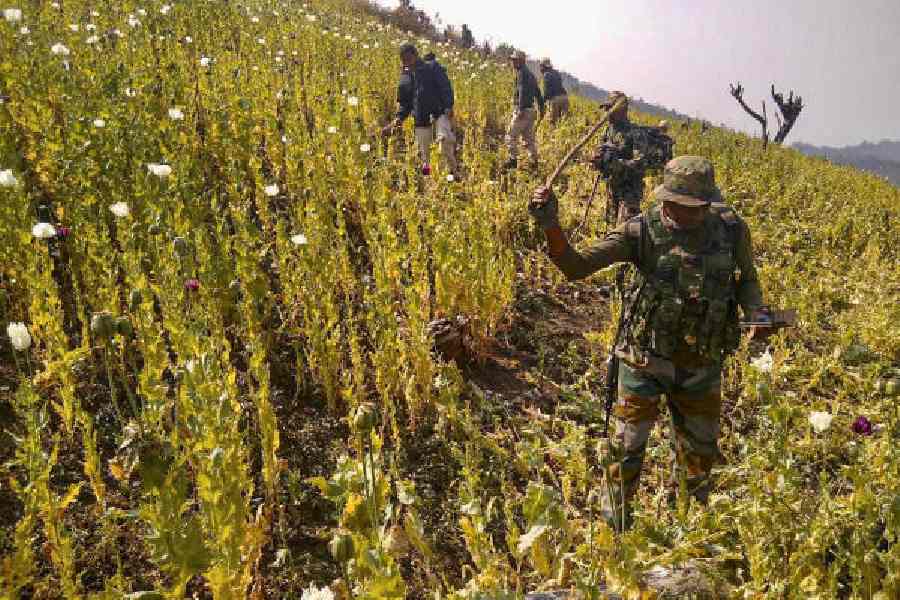 Soldiers and police personnel destroy illicit poppy cultivation at Sehjang Village in Kangpokpi district, Manipur, on February 15. 