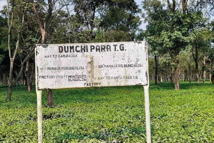 The Dumchipara tea garden, one of those owned by the Merico Group, in Alipurduar district