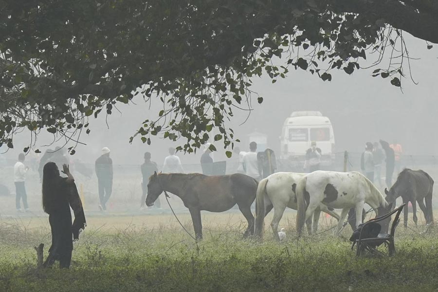 A band of horses graze at a ground on a winter morning, in Kolkata, Sunday, Dec. 21, 2025.
