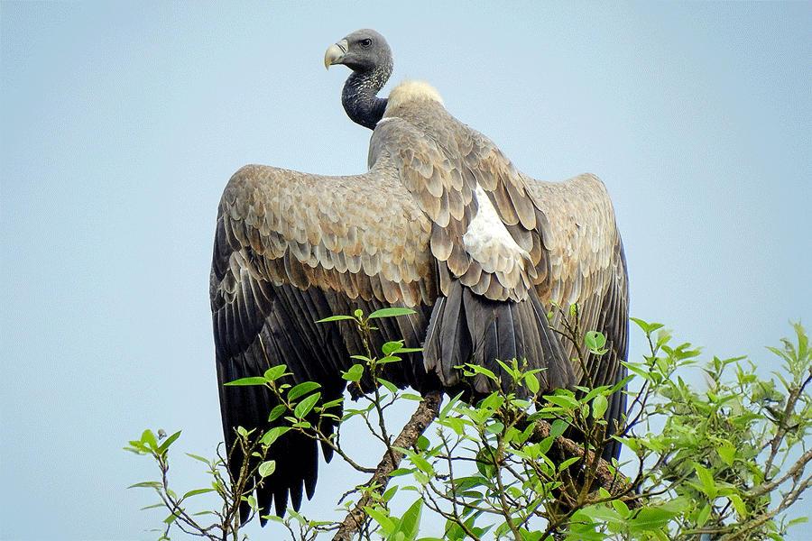 Indian long-billed vulture
